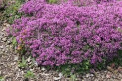 Alhambra (Urlaubsfeeling Im Eigenen Garten) 37 Alhambra (Urlaubsfeeling Im Eigenen Garten) -Günstiges Pflanzen Land Geschäft 2003817 Alhambra Urlaubsfeeling 20im 20eigenen 20Garten 18