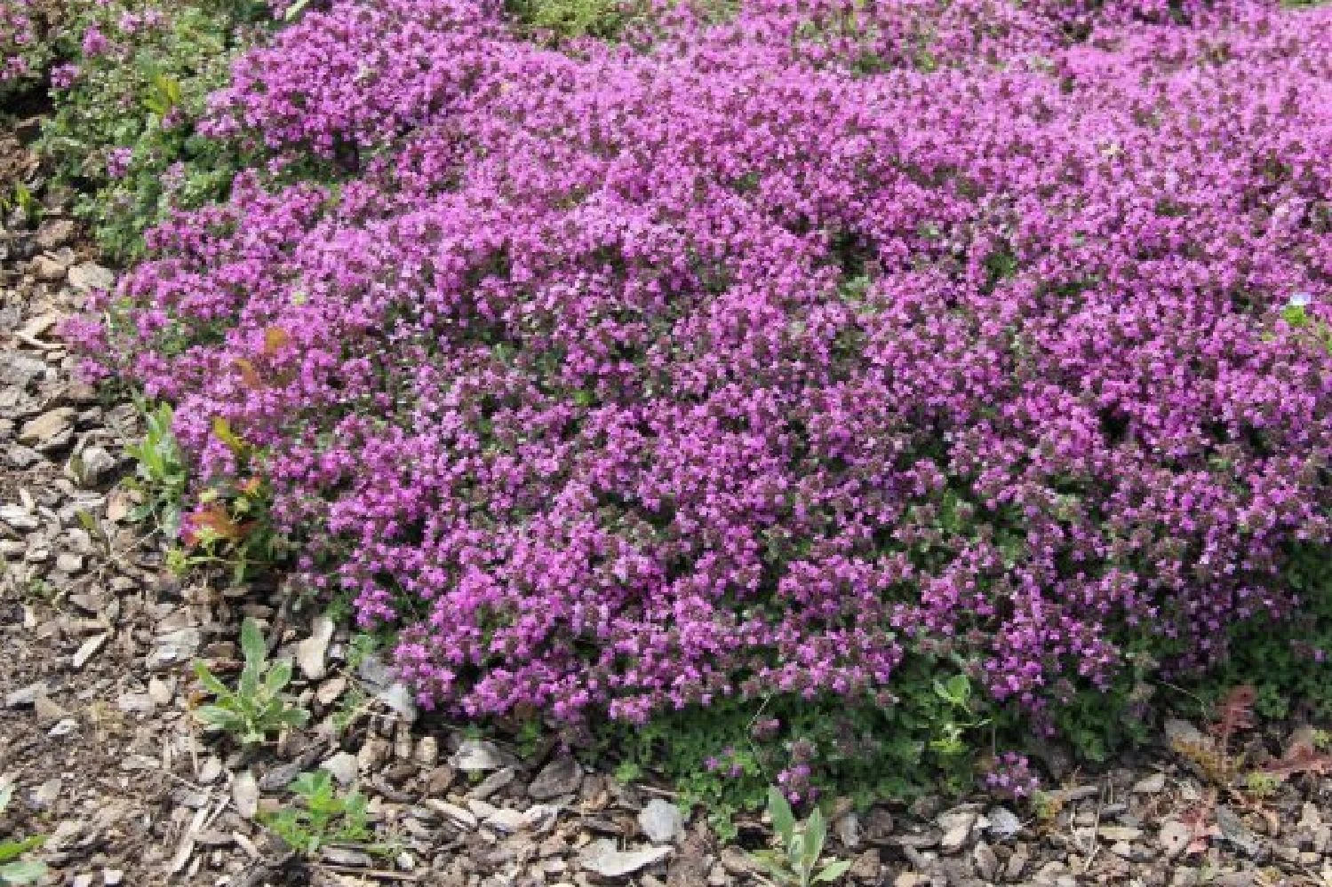 Alhambra (Urlaubsfeeling Im Eigenen Garten) 20 Alhambra (Urlaubsfeeling Im Eigenen Garten) – Bild 18