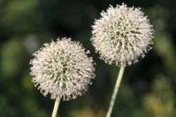 Alhambra (Urlaubsfeeling Im Eigenen Garten) 24 Alhambra (Urlaubsfeeling Im Eigenen Garten) -Günstiges Pflanzen Land Geschäft 2003817 Alhambra Urlaubsfeeling 20im 20eigenen 20Garten 5