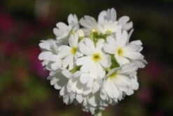 Blütenland (Üppig Gestalteter Halbschatten) 35 Blütenland (Üppig Gestalteter Halbschatten) -Günstiges Pflanzen Land Geschäft 2003818 Bluetenland UEppig 20gestalteter 20Halbschatten 16