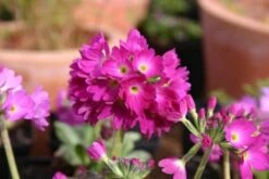 Blütenland (Üppig Gestalteter Halbschatten) 36 Blütenland (Üppig Gestalteter Halbschatten) -Günstiges Pflanzen Land Geschäft 2003818 Bluetenland UEppig 20gestalteter 20Halbschatten 17