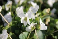 Blütenland (Üppig Gestalteter Halbschatten) 37 Blütenland (Üppig Gestalteter Halbschatten) -Günstiges Pflanzen Land Geschäft 2003818 Bluetenland UEppig 20gestalteter 20Halbschatten 18