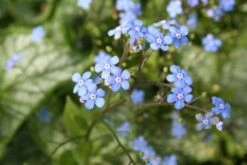 Blütenland (Üppig Gestalteter Halbschatten) 25 Blütenland (Üppig Gestalteter Halbschatten) -Günstiges Pflanzen Land Geschäft 2003818 Bluetenland UEppig 20gestalteter 20Halbschatten 6