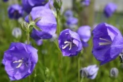 Blütenland (Üppig Gestalteter Halbschatten) 27 Blütenland (Üppig Gestalteter Halbschatten) -Günstiges Pflanzen Land Geschäft 2003818 Bluetenland UEppig 20gestalteter 20Halbschatten 8