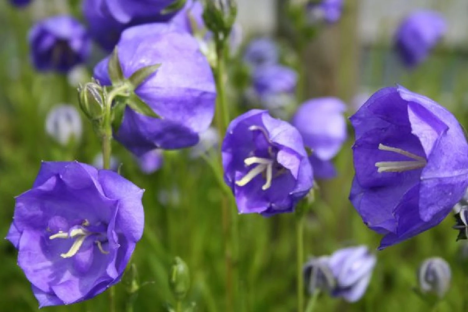 Blütenland (Üppig Gestalteter Halbschatten) 10 Blütenland (Üppig Gestalteter Halbschatten) – Bild 8