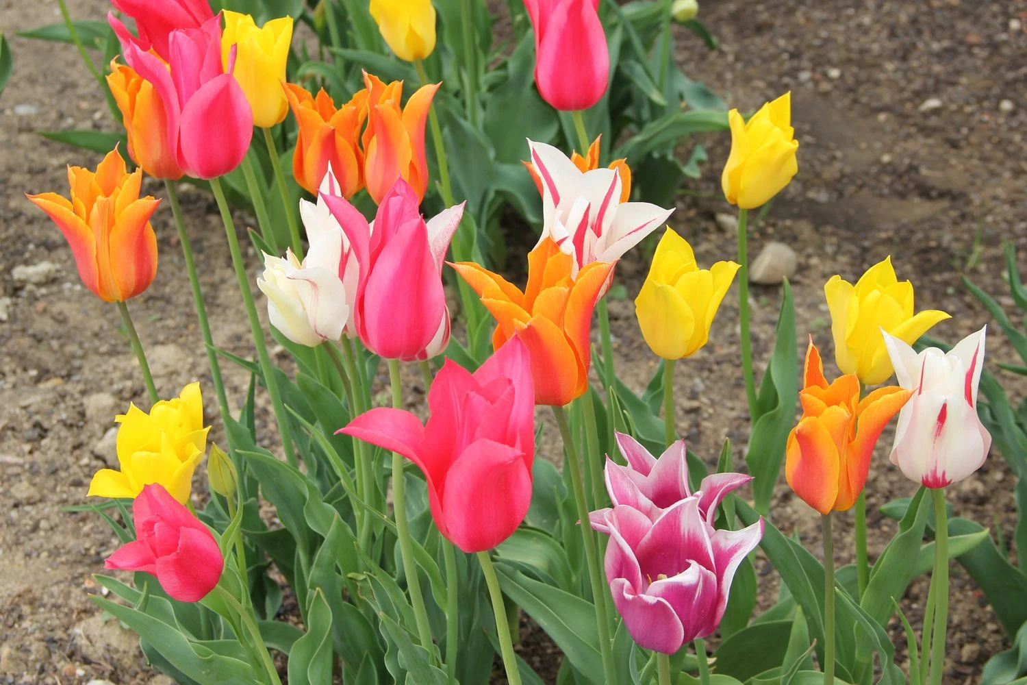 Tulpenmischung 'Karneval' (Garten-Tulpenmischung) 3 Tulpenmischung 'Karneval' (Garten-Tulpenmischung)