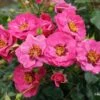 Rose 'Orienta® Djamila' (Persische Rose) -Günstiges Pflanzen Land Geschäft 2003900 Rose 20Orienta 20Djamila Persische 20Rose 1 3f21b0db 91ae 4ab7 9767 9d691db50b48