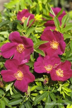 Rose 'Strandperle® Amrum' (Heckenrose)