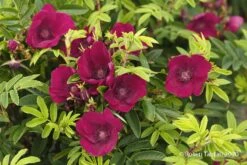 Rose 'Strandperle® Norderney' (Heckenrose)