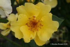 Rose 'Lemon Fizz' (Beetrose)