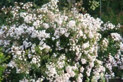 Rose 'Guirlande Rose' (Rambler) -Günstiges Pflanzen Land Geschäft 2003913 Rose 20Guirlande 20Rose Rambler 3