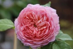 Rose 'Eisvogel' (Edelrose) -Günstiges Pflanzen Land Geschäft 2003920 Rose 20Eisvogel Edelrose 3