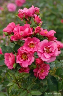 Rose 'Orienta® Aladdin' (Kletterrose) -Günstiges Pflanzen Land Geschäft 2003929 Rose 20Orienta 20Aladdin Kletterrose 3
