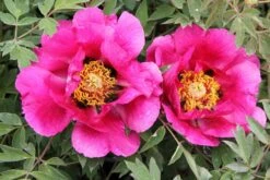 Paeonia Rockii 'Hong Lian' (Strauchpfingstrose 'Roter Lotus')