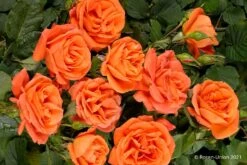 Rose 'Orange Dawn' (Kletterrose) -Günstiges Pflanzen Land Geschäft 2004399 Rose 20Orange 20Dawn Kletterrose 2