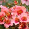 Rose 'Orienta® Shila' (Persische Rose) -Günstiges Pflanzen Land Geschäft 2004407 Rose 20Orienta 20Shila Persische 20Rose 1 79005fba 2c7f 48e7 85af 832b9391ec55