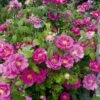Rose Gallica 'Officinalis' (Historische Rose IApothekerrose) -Günstiges Pflanzen Land Geschäft 2004411 Rose 20gallica 20Officinalis Historische 20Rose 20I 20 20Apothekerrose 1