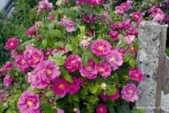 Rose Gallica 'Officinalis' (Historische Rose IApothekerrose)