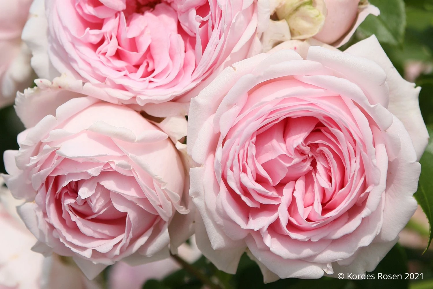 Rose 'Wellenspiel' (Strauchrose) 3 Rose 'Wellenspiel' (Strauchrose)