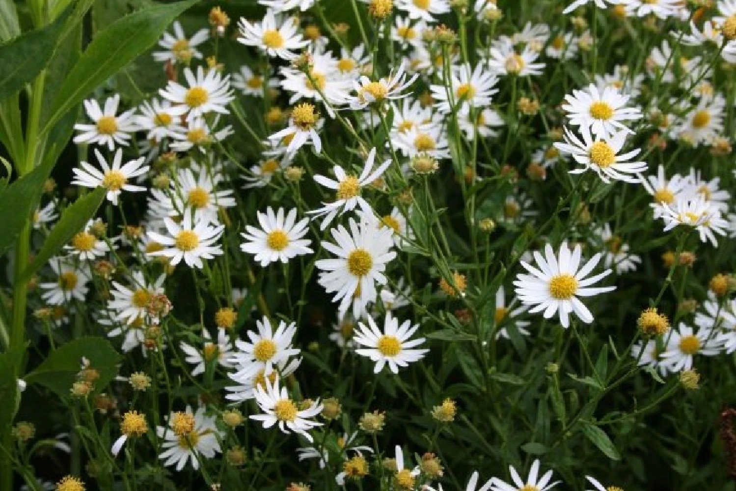 Der Berg Ruft (Maximale Blütenfreude Für Raue Gegenden) 14 Der Berg Ruft (Maximale Blütenfreude Für Raue Gegenden) – Bild 12