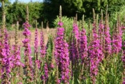 Der Berg Ruft (Maximale Blütenfreude Für Raue Gegenden) 34 Der Berg Ruft (Maximale Blütenfreude Für Raue Gegenden) -Günstiges Pflanzen Land Geschäft 2004415 Der 20Berg 20ruft Maximale 20Bluetenfreude 20fuer 20raue 20Gegenden 13