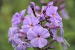 Der Berg Ruft (Maximale Blütenfreude Für Raue Gegenden) 37 Der Berg Ruft (Maximale Blütenfreude Für Raue Gegenden) -Günstiges Pflanzen Land Geschäft 2004415 Der 20Berg 20ruft Maximale 20Bluetenfreude 20fuer 20raue 20Gegenden 16