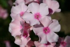 Der Berg Ruft (Maximale Blütenfreude Für Raue Gegenden) 38 Der Berg Ruft (Maximale Blütenfreude Für Raue Gegenden) -Günstiges Pflanzen Land Geschäft 2004415 Der 20Berg 20ruft Maximale 20Bluetenfreude 20fuer 20raue 20Gegenden 17