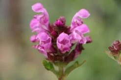 Der Berg Ruft (Maximale Blütenfreude Für Raue Gegenden) 39 Der Berg Ruft (Maximale Blütenfreude Für Raue Gegenden) -Günstiges Pflanzen Land Geschäft 2004415 Der 20Berg 20ruft Maximale 20Bluetenfreude 20fuer 20raue 20Gegenden 18