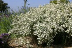 Der Berg Ruft (Maximale Blütenfreude Für Raue Gegenden) 25 Der Berg Ruft (Maximale Blütenfreude Für Raue Gegenden) -Günstiges Pflanzen Land Geschäft 2004415 Der 20Berg 20ruft Maximale 20Bluetenfreude 20fuer 20raue 20Gegenden 4