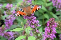 Buddleja Davidii POQUITO ® 'Orchid Annie' (Sommerflieder)