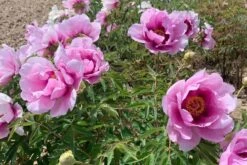 Paeonia Rockii 'Hui He' (Strauchpfingstrose 'Grauer Kranich') -Günstiges Pflanzen Land Geschäft 2004643 Paeonia 20rockii 20Hui 20He Strauchpfingstrose 20Grauer 20Kranich 3 495c385f 911b 4ba2 b995 8dafc4d5371b