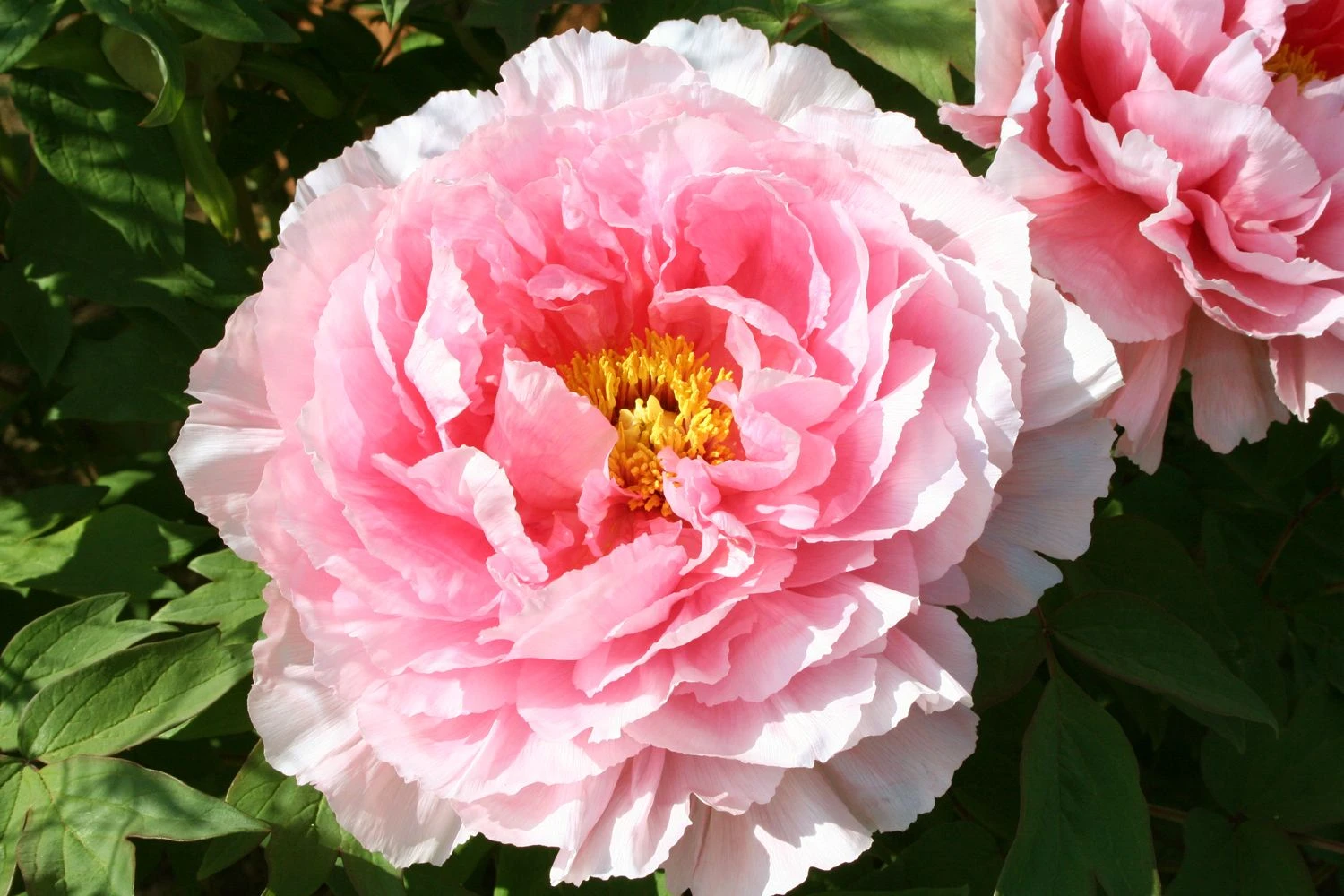 Paeonia Suffruticosa 'Hananosato' (Strauchpfingstrose 'Blumendorf') 3 Paeonia Suffruticosa 'Hananosato' (Strauchpfingstrose 'Blumendorf')