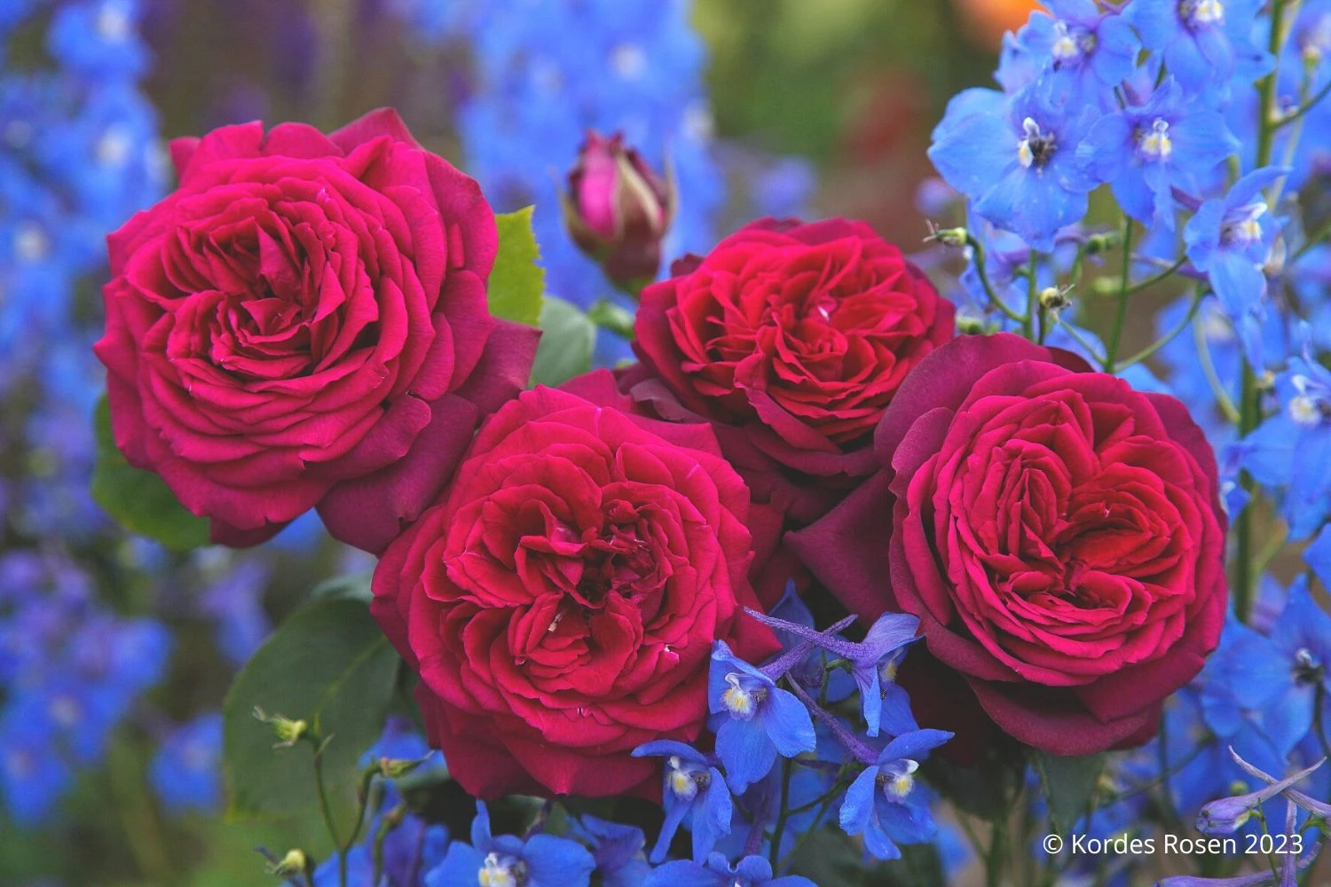 Rose 'Gräfin Diana' (Edelrose) 4 Rose 'Gräfin Diana' (Edelrose) – Bild 2