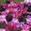 Tulpenmischung 'Cuvée' (Garten-Tulpenmischung) -Günstiges Pflanzen Land Geschäft 2004953 Tulpenmischung 20Cuve Garten Tulpenmischung 1