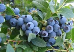 Vaccinium Corymbosum 'Elizabeth' (Kultur-Heidelbeere)