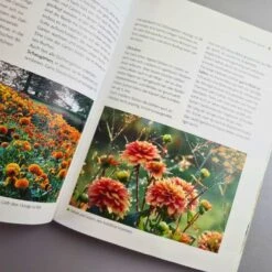 Dahlien (Bettina Verbeek) -Günstiges Pflanzen Land Geschäft 21434 Dahlien 20 Bettina 20Verbeek 3 6edae8c4 96ee 47de 85f8 9601f8aba5a3