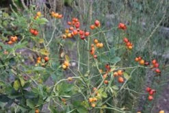 Rose Canina (Hundsrose) -Günstiges Pflanzen Land Geschäft 21650 Rose 20canina Hundsrose 3