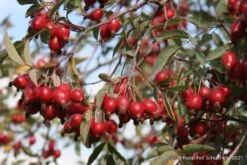 Rose Glauca (Hechtrose) -Günstiges Pflanzen Land Geschäft 21710 Rose 20glauca Hechtrose 3