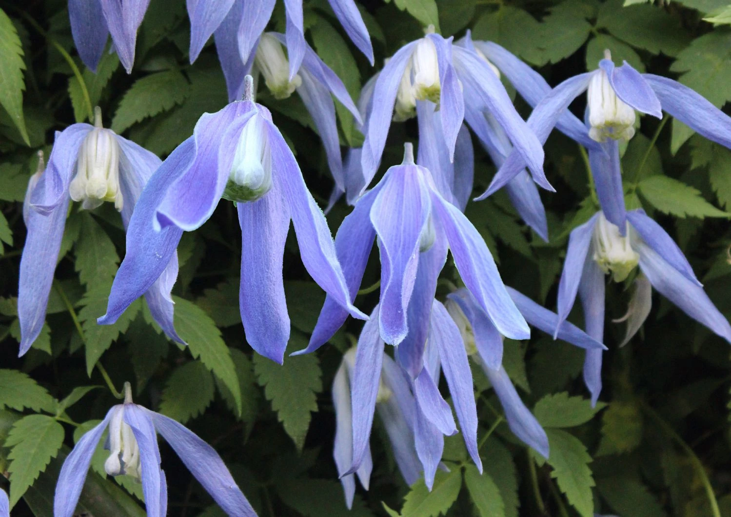 Clematis Alpina 'Frances Rivis' (Alpen-Waldrebe) 3 Clematis Alpina 'Frances Rivis' (Alpen-Waldrebe)