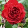 Rose 'Belkanto' (Kletterrose)
