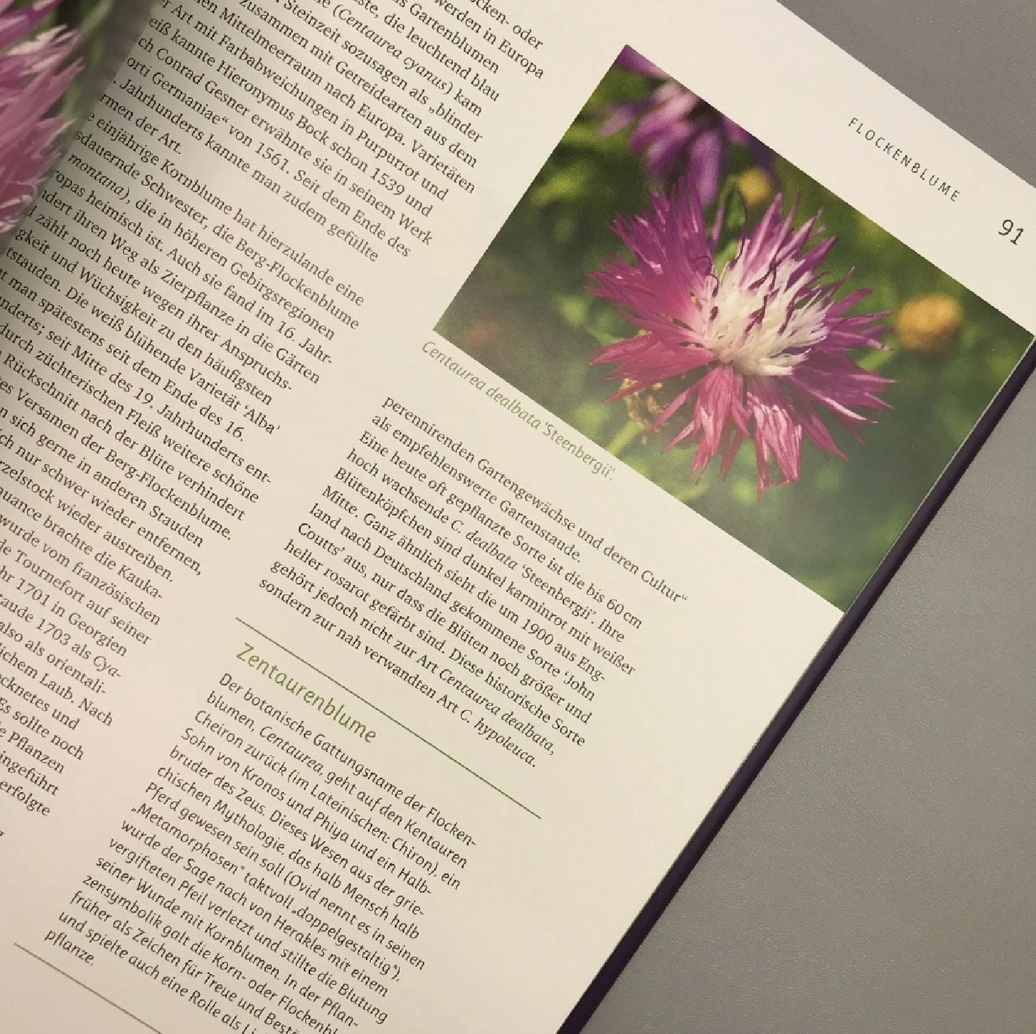 Alte Stauden Schätze (Dieter Gaißmayer) 4 Alte Stauden Schätze (Dieter Gaißmayer) – Bild 2