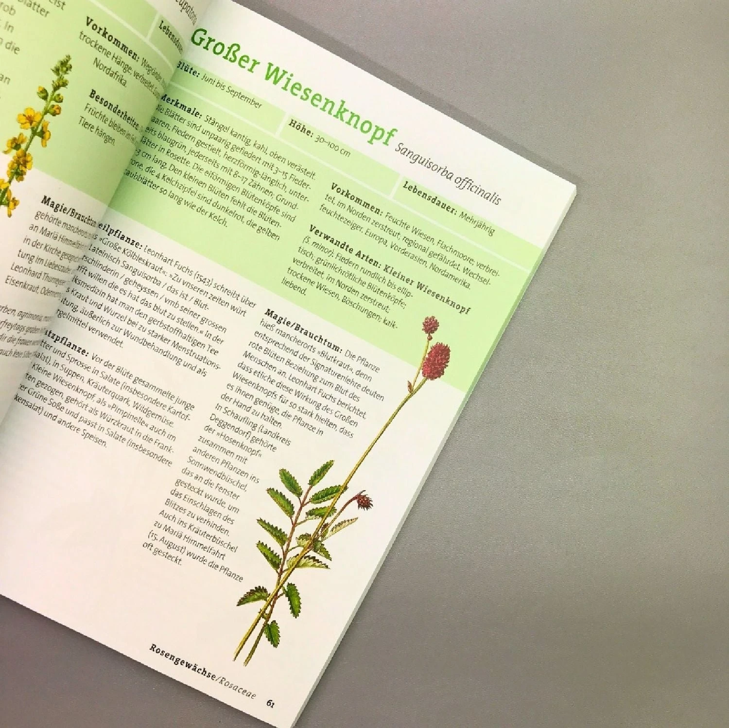 Wildpflanzen Neu Entdecken (Scherf & Caspari) 4 Wildpflanzen Neu Entdecken (Scherf & Caspari) – Bild 2