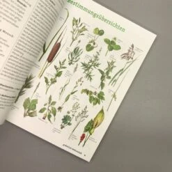 Wildpflanzen Neu Entdecken (Scherf & Caspari) 8 Wildpflanzen Neu Entdecken (Scherf & Caspari) -Günstiges Pflanzen Land Geschäft 23318 Wildpflanzen 20neu 20entdecken Scherf 20 20Caspari 4