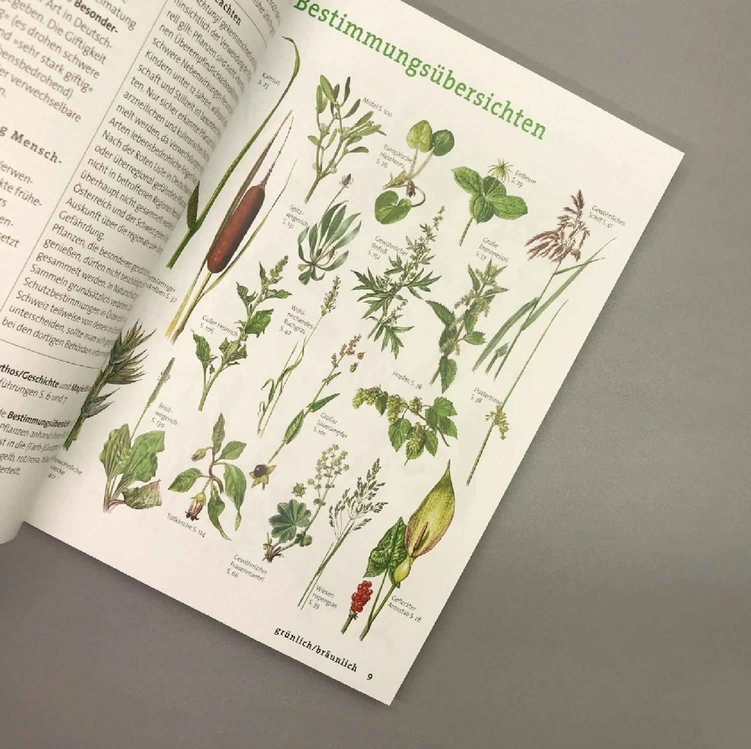 Wildpflanzen Neu Entdecken (Scherf & Caspari) 5 Wildpflanzen Neu Entdecken (Scherf & Caspari) – Bild 3