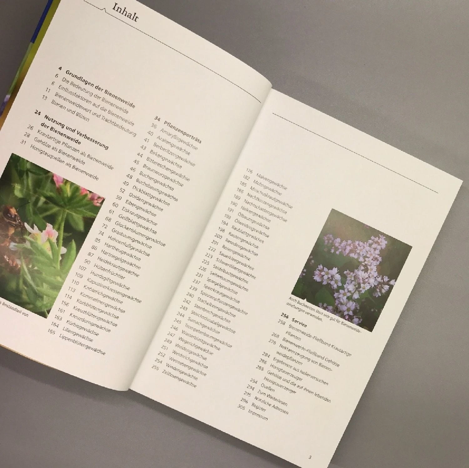 Bienenweide (Günter Pritsch) 8 Bienenweide (Günter Pritsch) – Bild 6