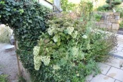 Hydrangea Quercifolia 'Snowflake' (Eichblatthortensie) -Günstiges Pflanzen Land Geschäft 26213 Hydrangea 20quercifolia 20Snowflake Eichblatthortensie 3 a61cacee 0d17 41dd b193 c78451a21a06