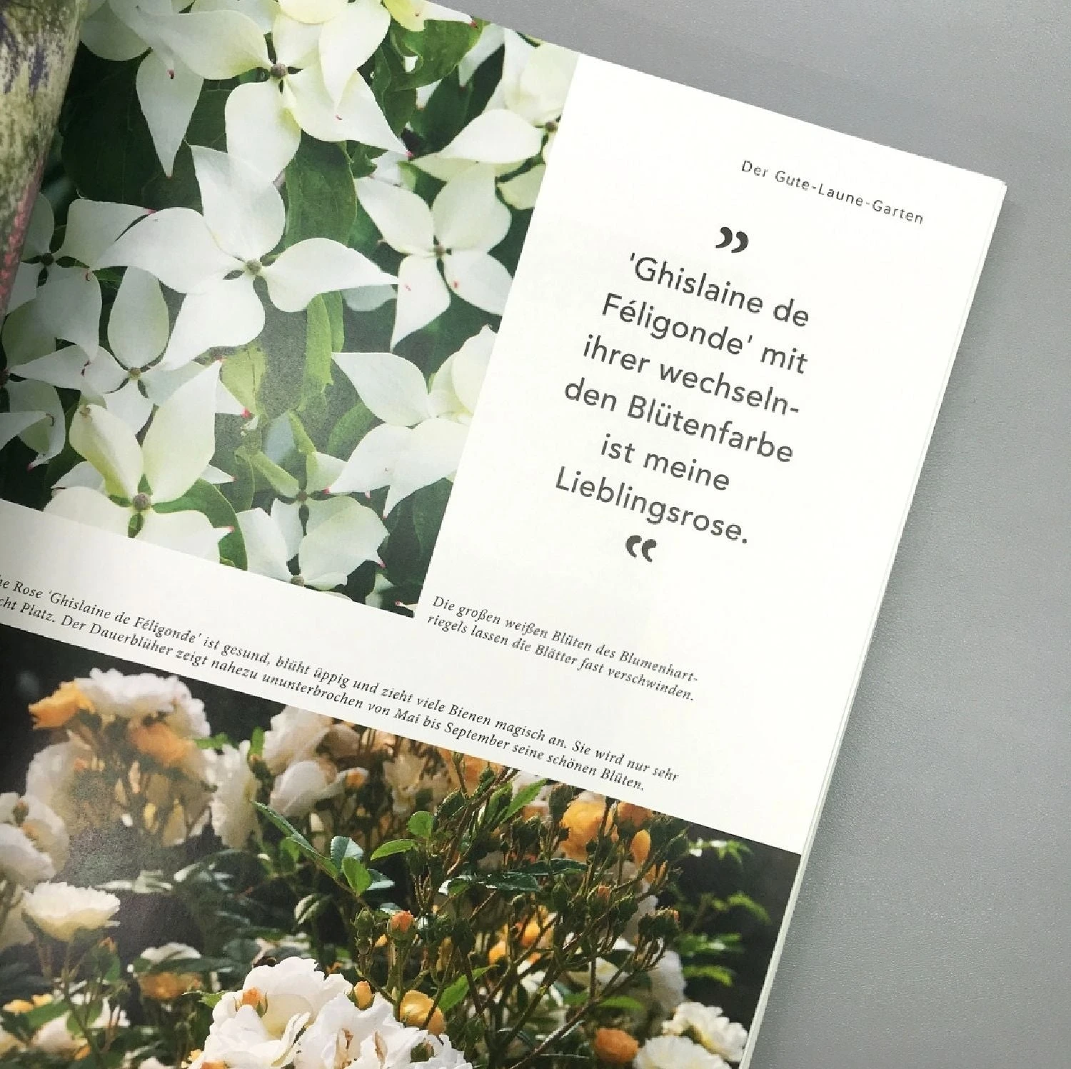 Mein Summendes Paradies (Cynthia Nagel) 7 Mein Summendes Paradies (Cynthia Nagel) – Bild 5