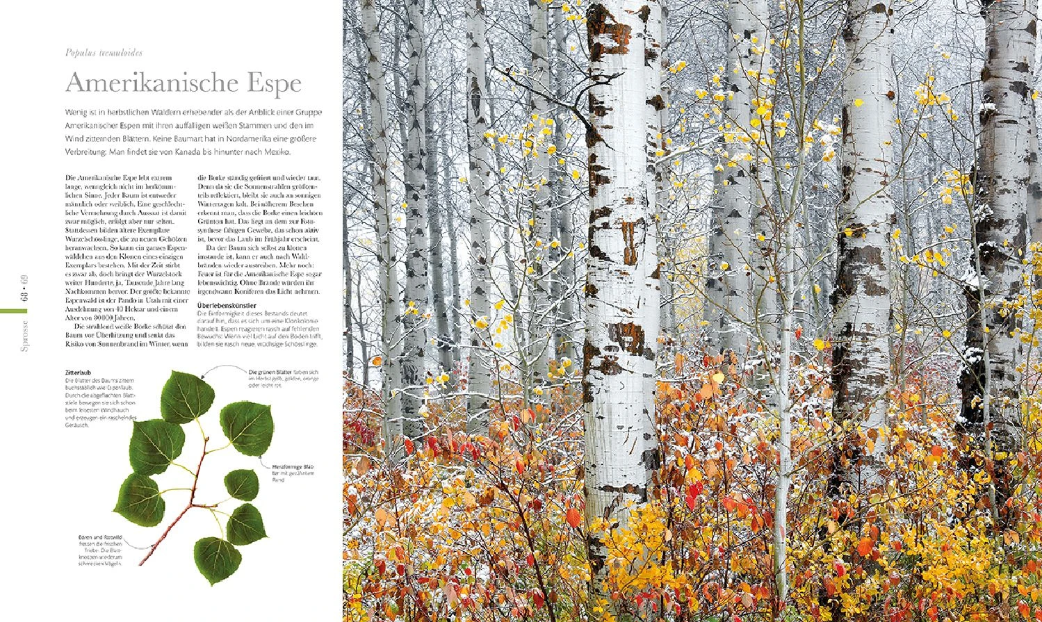 Flora (Wunderwelt Der Pflanzen) 10 Flora (Wunderwelt Der Pflanzen) – Bild 8