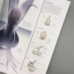 Flora (Wunderwelt Der Pflanzen) 12 Flora (Wunderwelt Der Pflanzen) -Günstiges Pflanzen Land Geschäft 27612 Flora Wunderwelt 20der 20Pflanzen 6