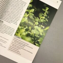 Meise Mag Melisse (Elke Schwarzer) -Günstiges Pflanzen Land Geschäft 28446 Meise 20mag 20Melisse Elke 20Schwarzer 6